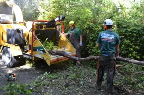 tree services San Rafael